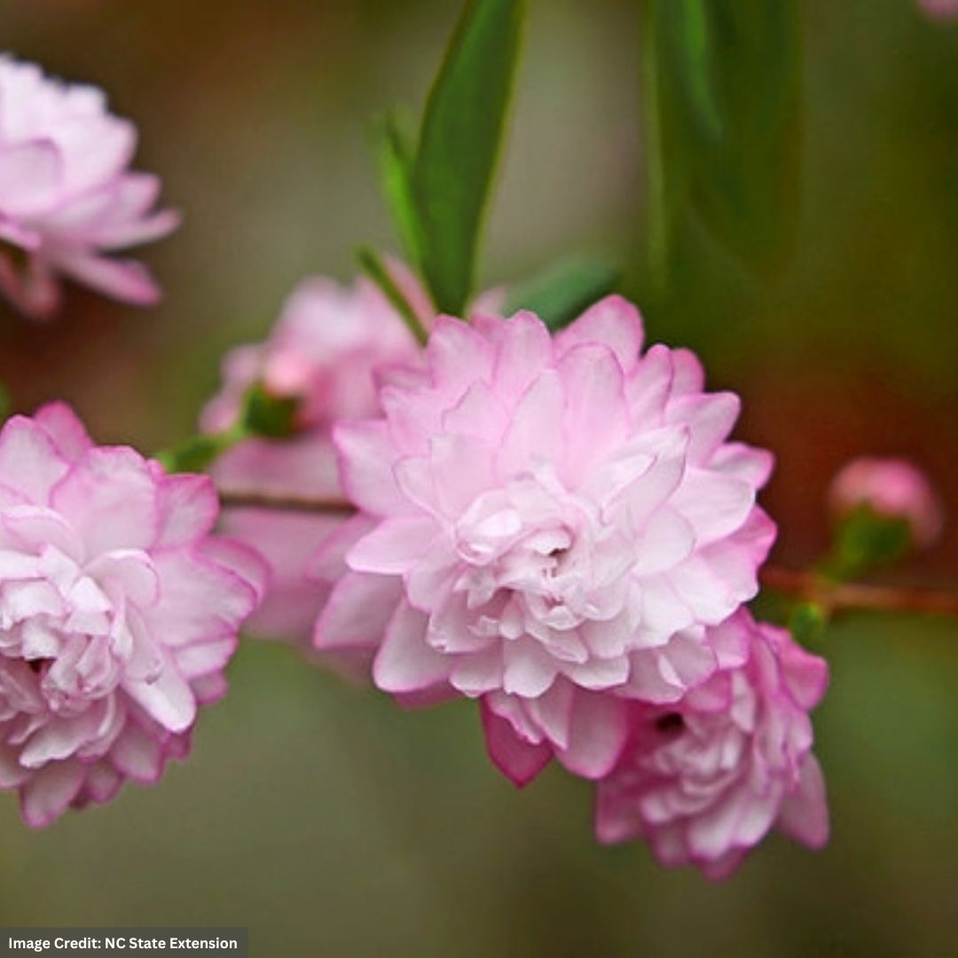 Almond – Pink Flowering – #3 Container